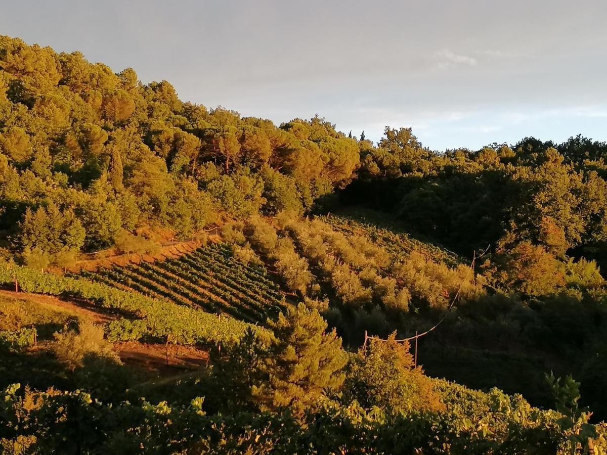 Agriturismo Poggio All'Olmo Villa Greve in Chianti Bagian luar foto