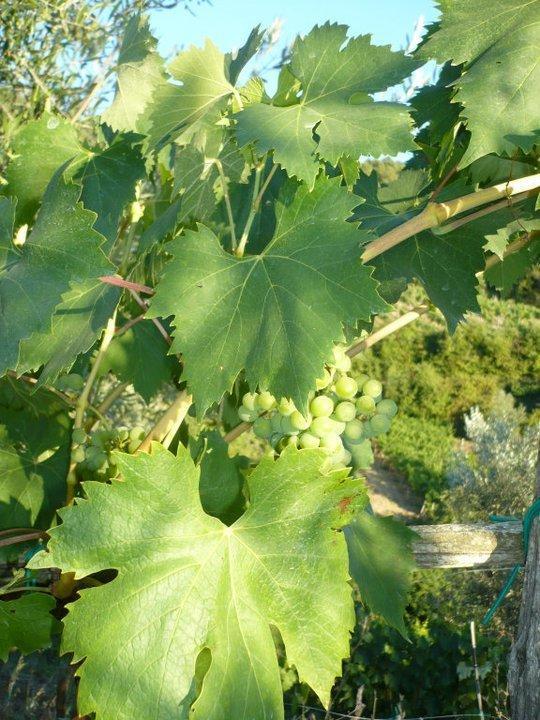 Agriturismo Poggio All'Olmo Villa Greve in Chianti Bagian luar foto